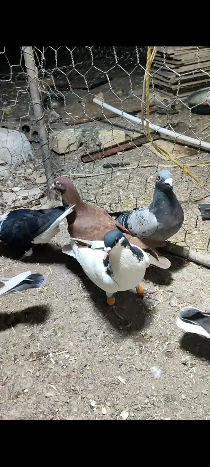 کبوتر پرشی|پرنده|تاکستان, |دیوار