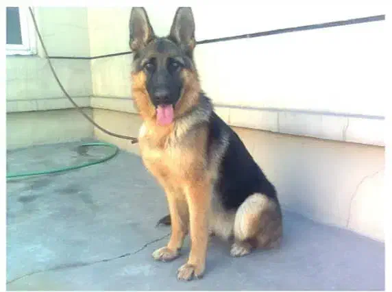 سگ ژرمن|سگ|مسجد سلیمان, |دیوار