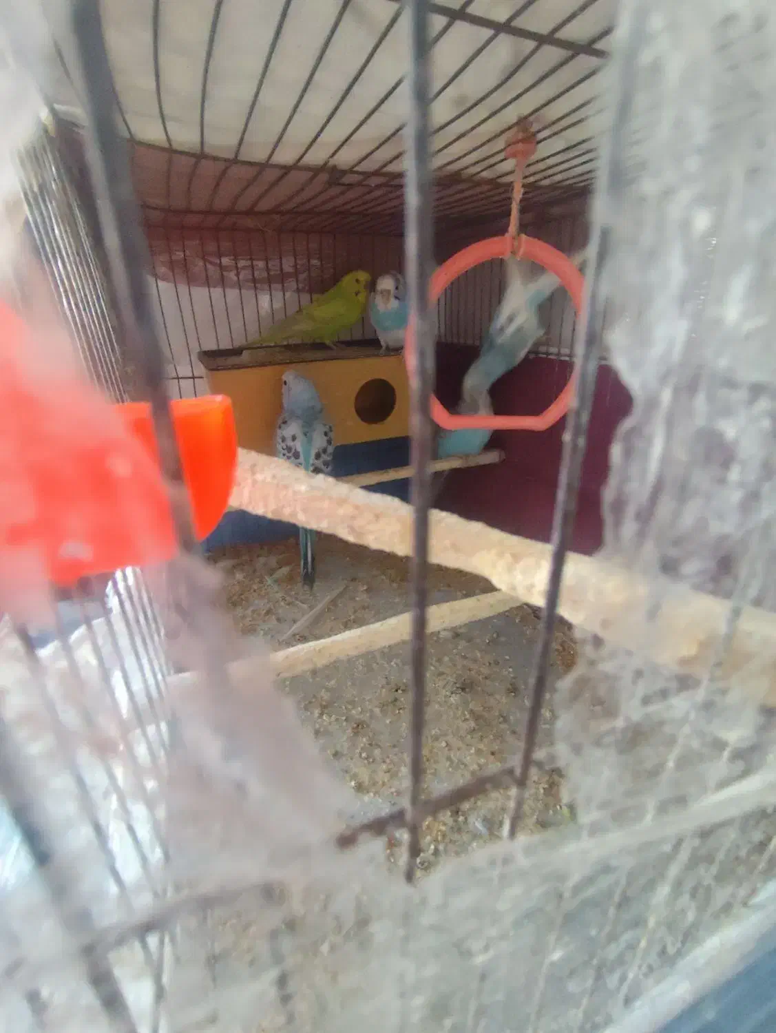 مرغ عشق  نیمه اهلی|پرنده|اهر, |دیوار