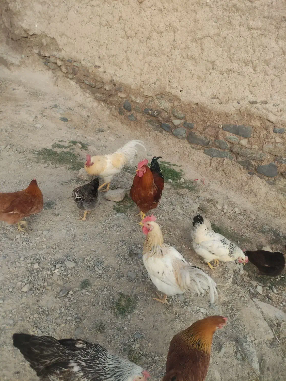 خروس|حیوانات مزرعه|دینور, |دیوار