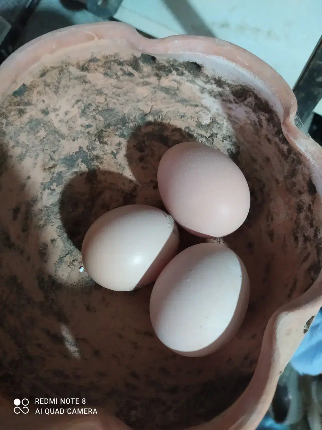 فروش تخم نطفه دار برهما|حیوانات مزرعه|نوشهر, |دیوار