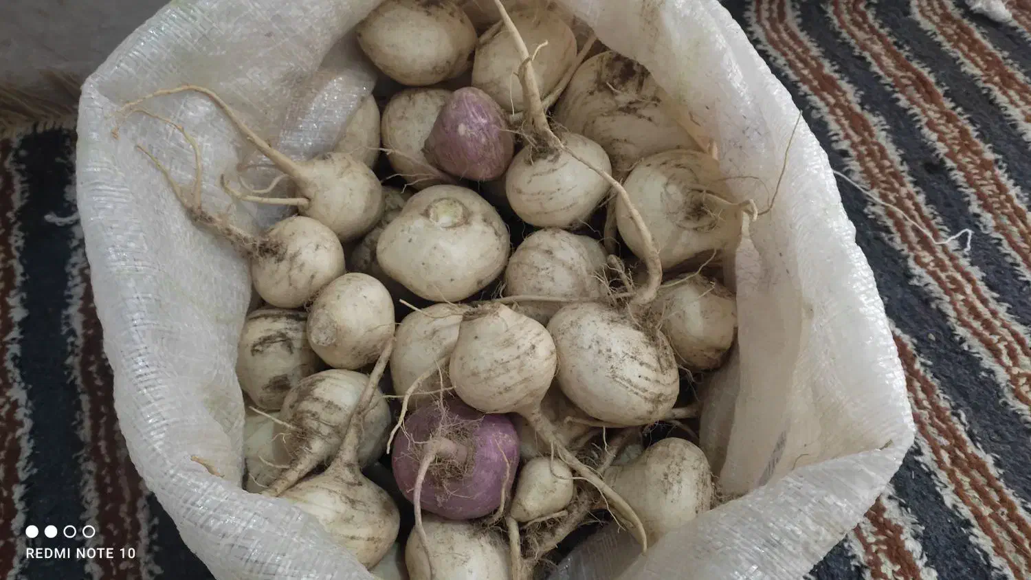 شلغم شیرین|خوردنی و آشامیدنی|جلگه ماژان, |دیوار