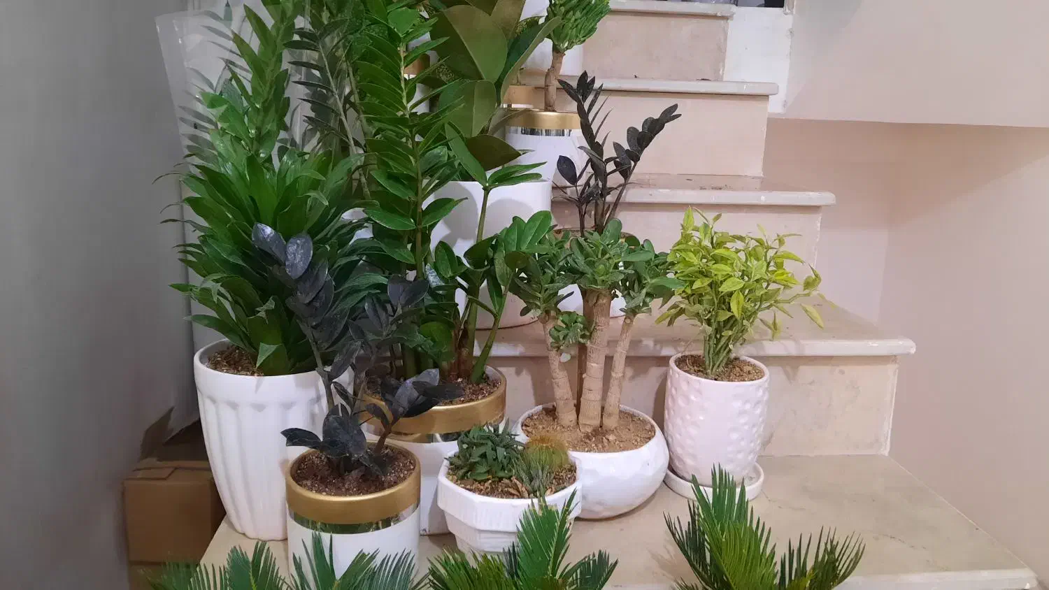 گلهای اپارتمانی زیبا|گل و گیاه طبیعی|تبریز, |دیوار