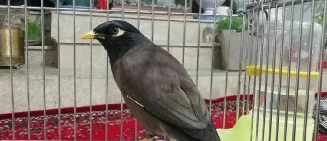 مرغ مینا سخنگو ۲۰ کلام|پرنده|تهران, سلسبیل شمالی|دیوار