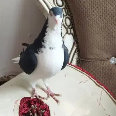 غریب گیری.|پرنده|الوند, |دیوار