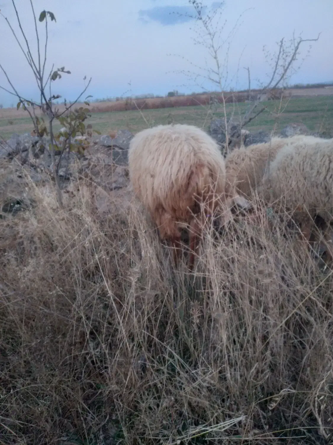 توغلو|حیوانات مزرعه|مشگین شهر, |دیوار