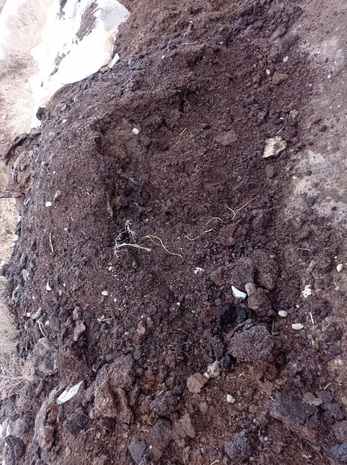 کودسوخته گاوی|خدمات باغبانی و درختکاری|بجنورد, |دیوار