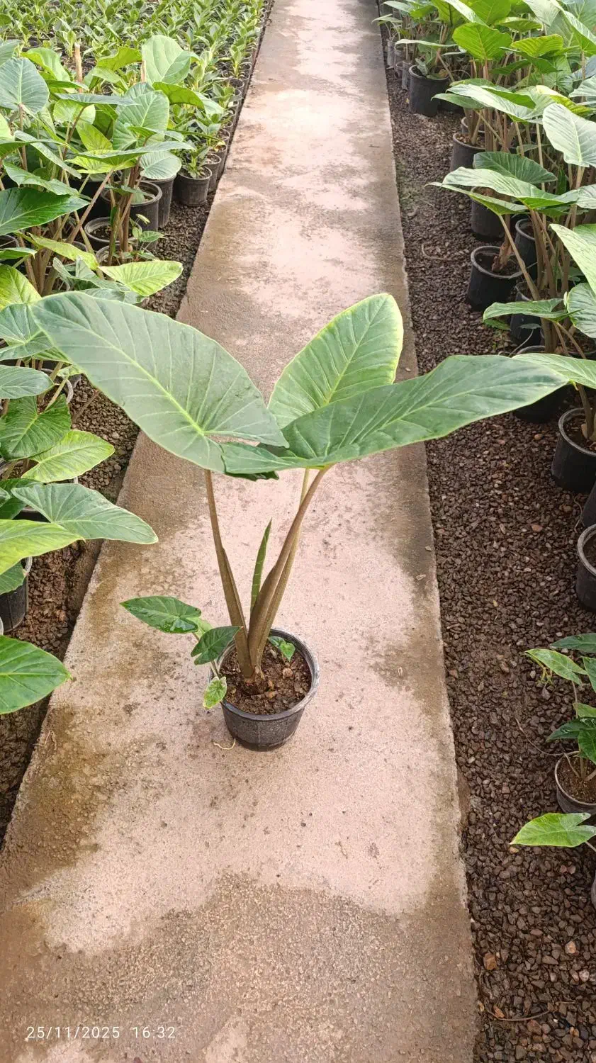 گل شفلرا .زاموفیلیا  برفی‌.یشم.برکین .روز مادر|گل و گیاه طبیعی|اراک, |دیوار