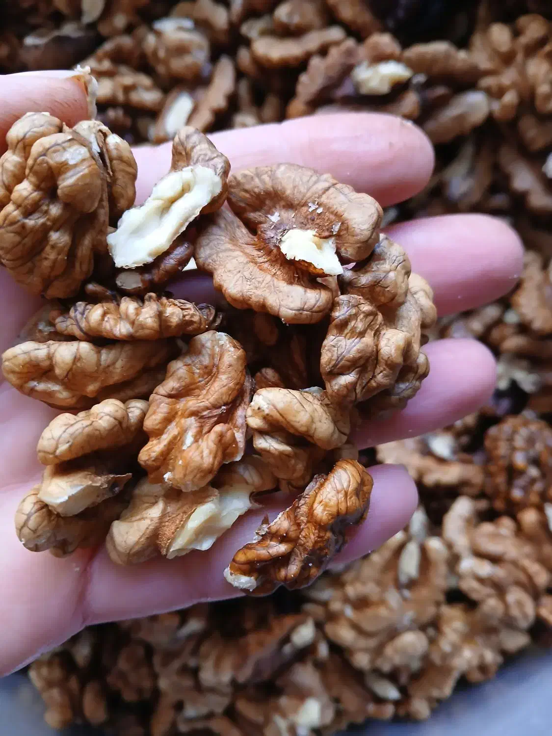 مغزگردو|خوردنی و آشامیدنی|رحیم‌آباد, |دیوار