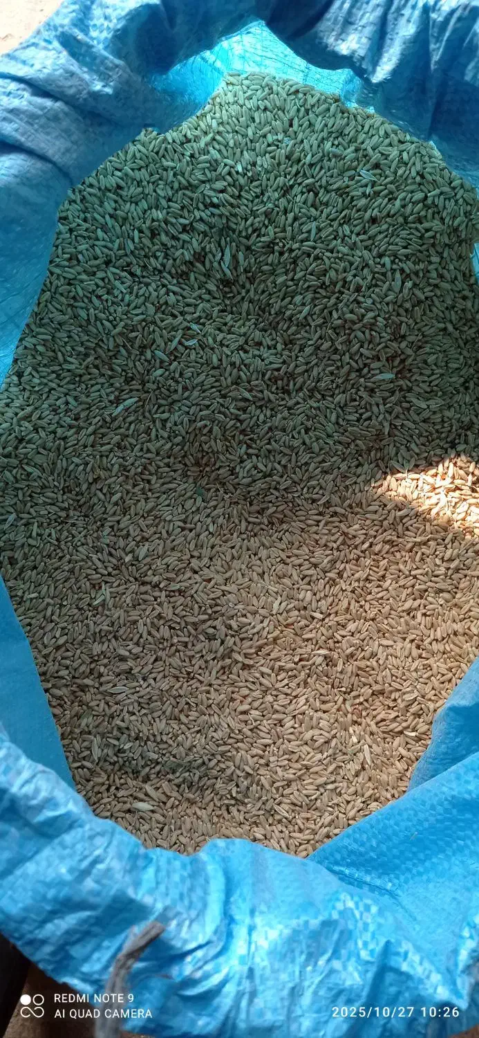 گندم دیمه|خوردنی و آشامیدنی|فریمان, |دیوار