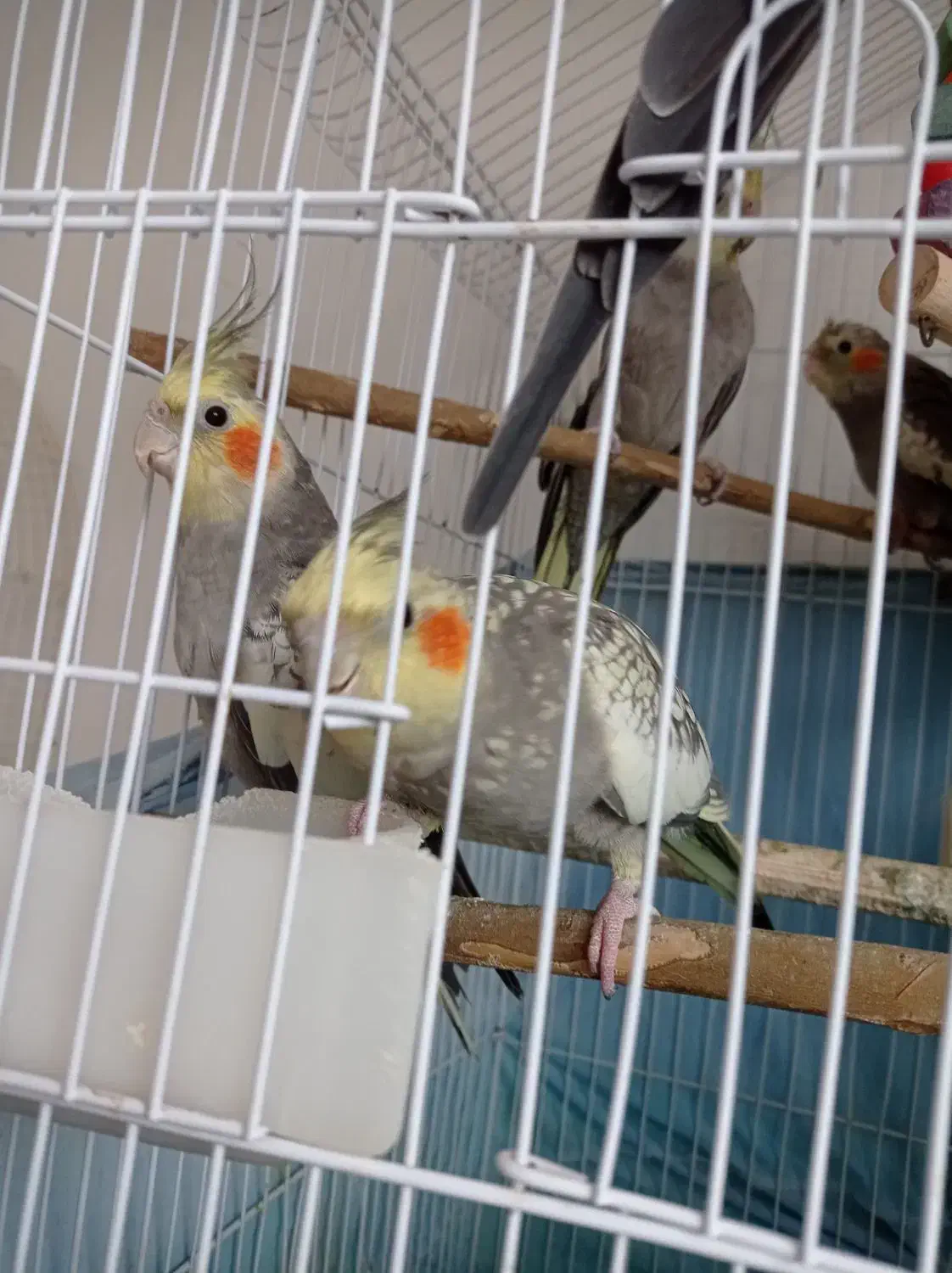 عروس هلندی بالغ نر و ماده و بچه 4ماهه|پرنده|رودسر, |دیوار