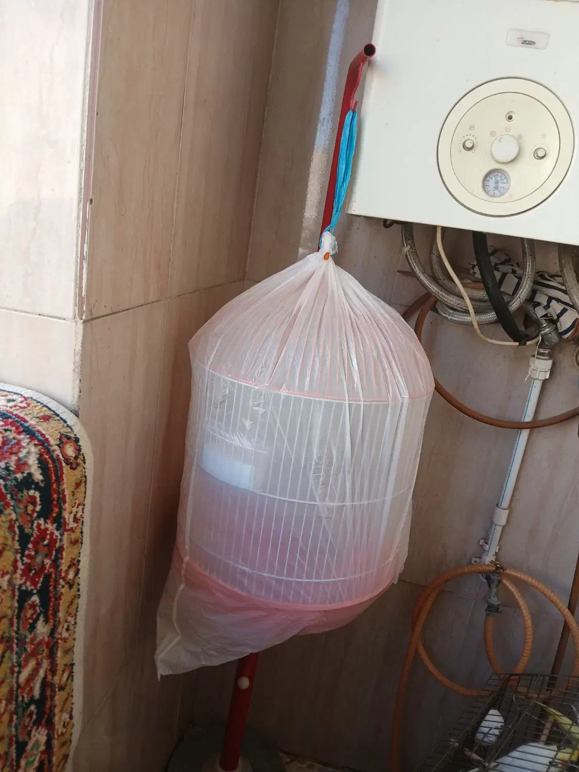 پرنده|پرنده|بومهن, |دیوار