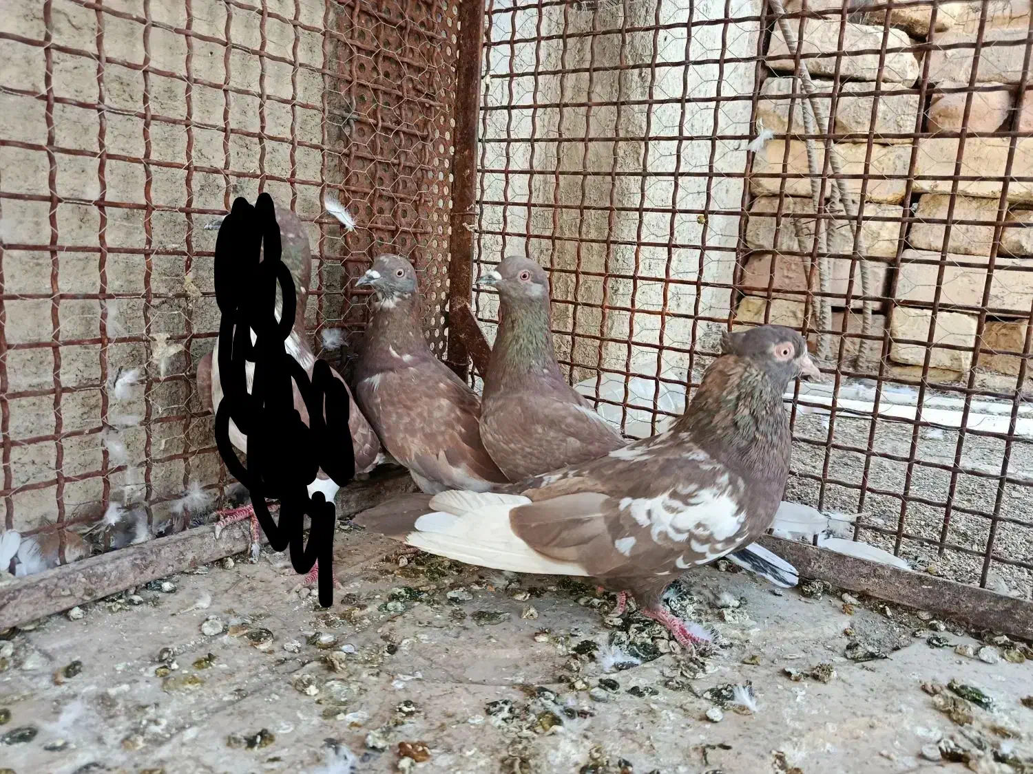 دو رگ پلاکی پرشی و ماده سینه|پرنده|مرودشت, گندم‎|دیوار