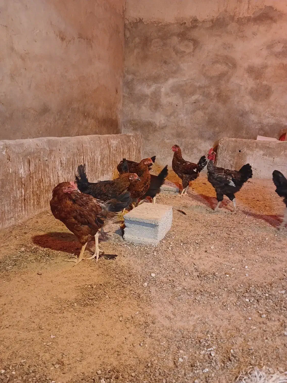 خروس|حیوانات مزرعه|سرپل ذهاب, |دیوار