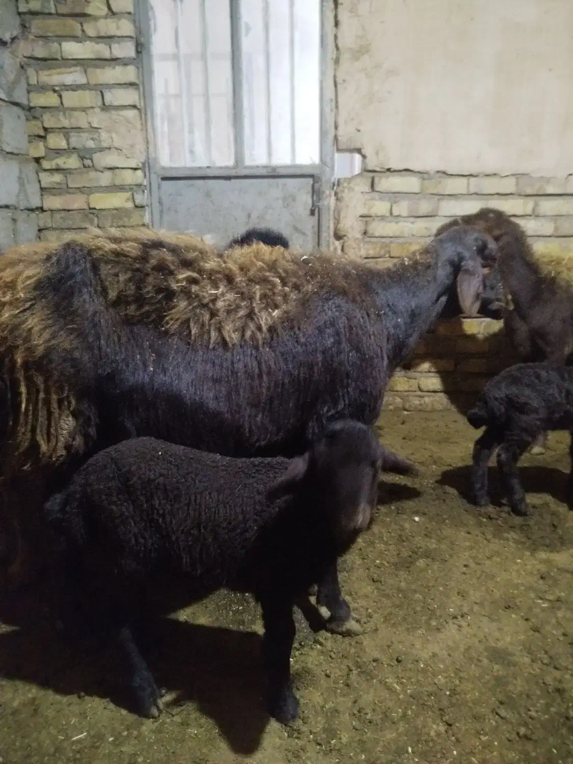 میش با بره|حیوانات مزرعه|خوشاب, |دیوار