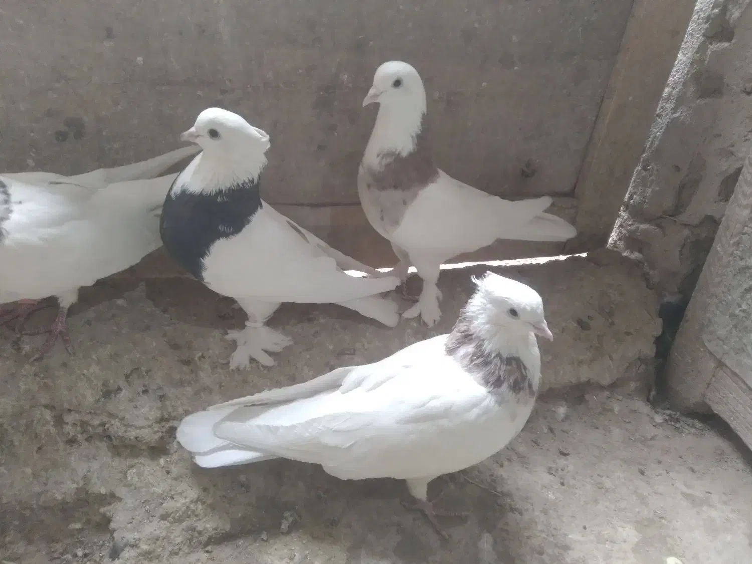 دوجفت طوقی به فروش میرسد|پرنده|قهستان, |دیوار