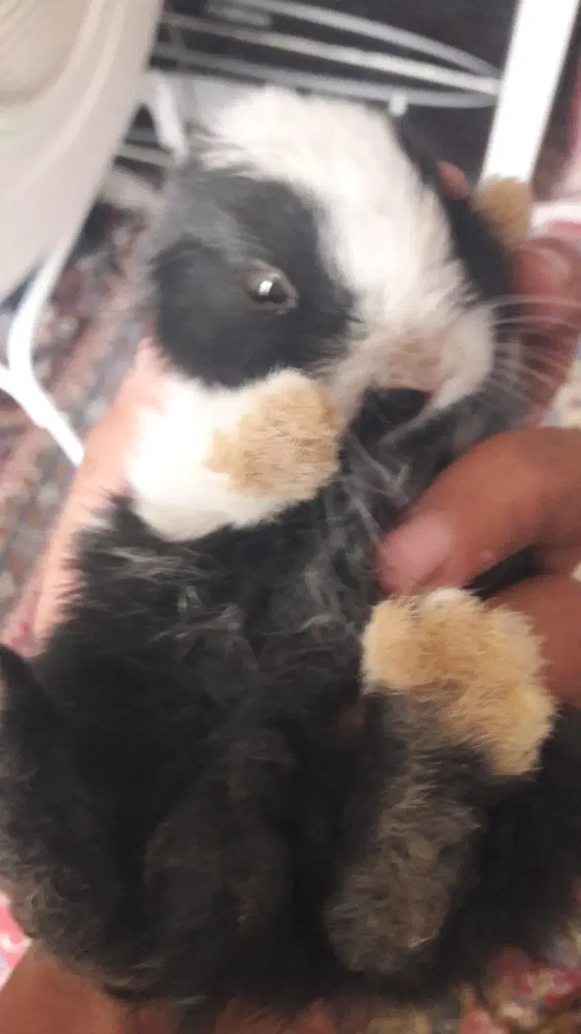 کبوتر و خرگوش|پرنده|بروجن, |دیوار