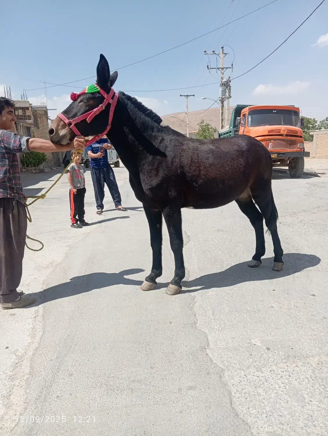 هر نمونه قاطر موجود|حیوانات مزرعه|شیراز, تحویلی|دیوار