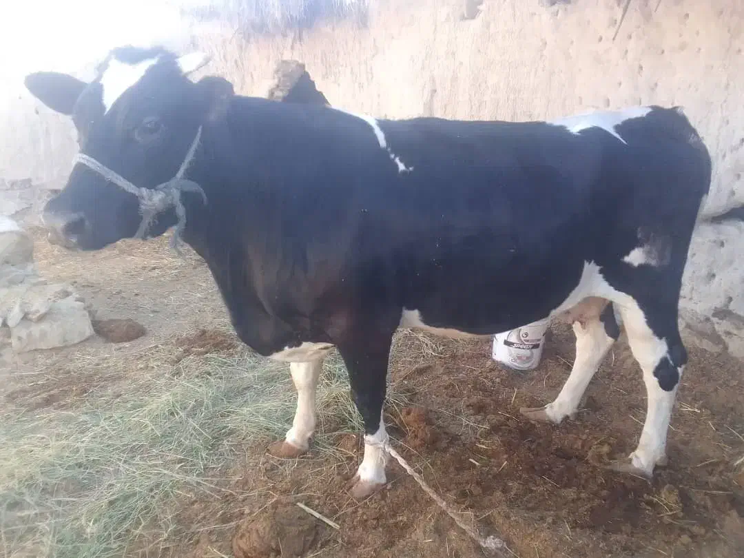 گاو|حیوانات مزرعه|هیدوچ, |دیوار