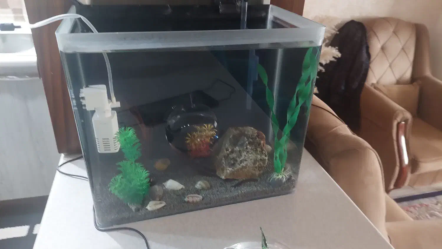 اکواریوم|ماهی|فردیس, فرامرزیه|دیوار