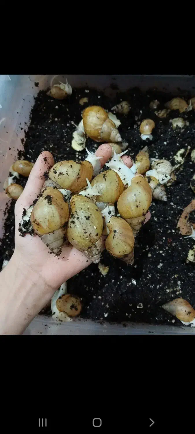 حلزون مولد|خزنده|دزفول, |دیوار