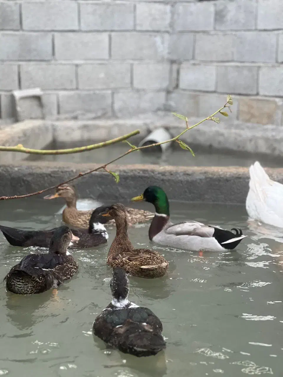 غاز و اردک|حیوانات مزرعه|عباس‌آباد, |دیوار