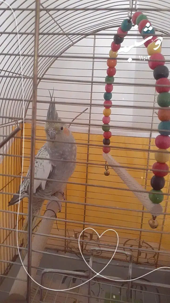 عروس هلندی ماده|پرنده|فولادشهر, C8|دیوار