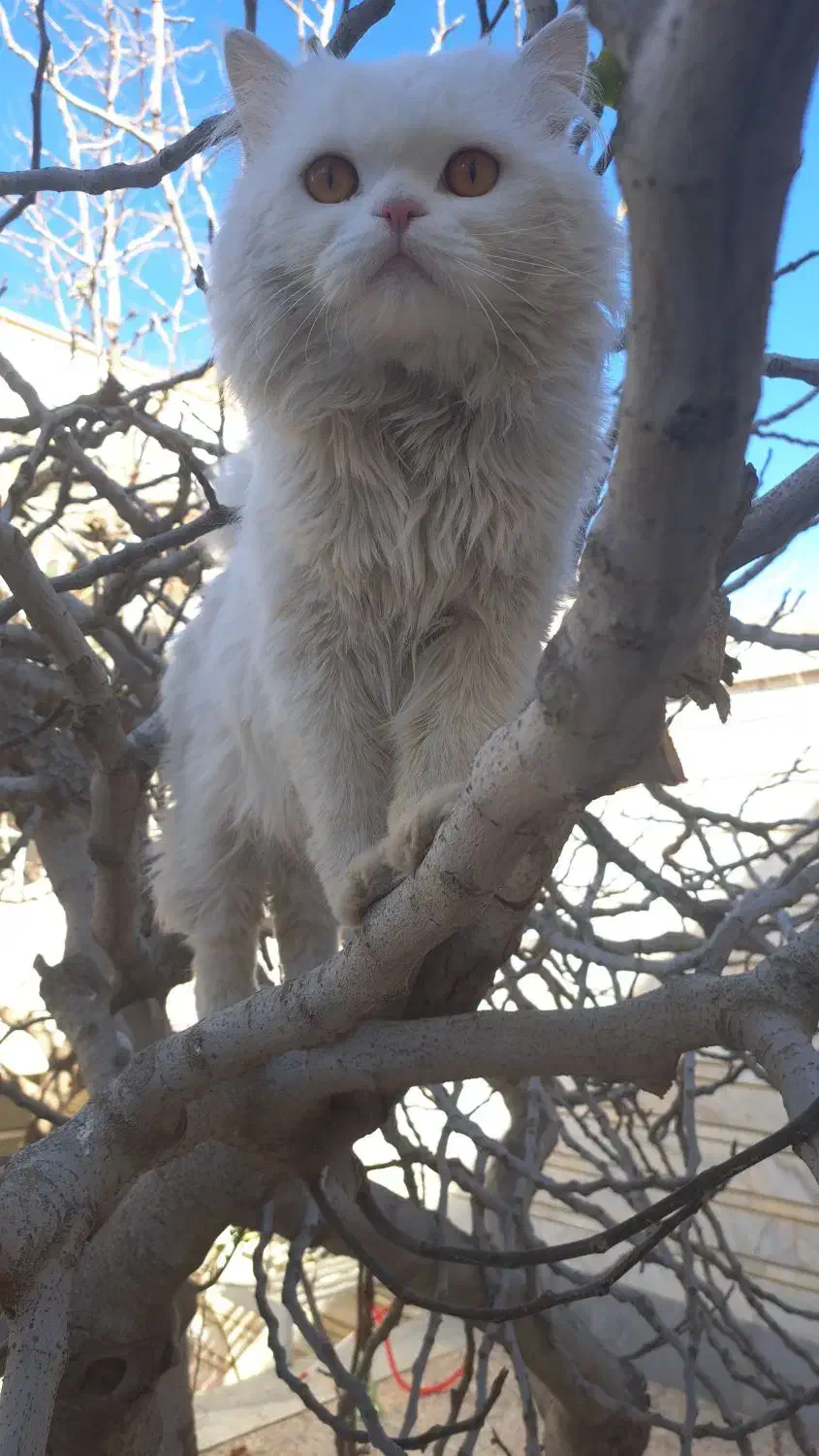 واگذاری گربه.پرشین.نر|گربه|خمینیشهر, |دیوار