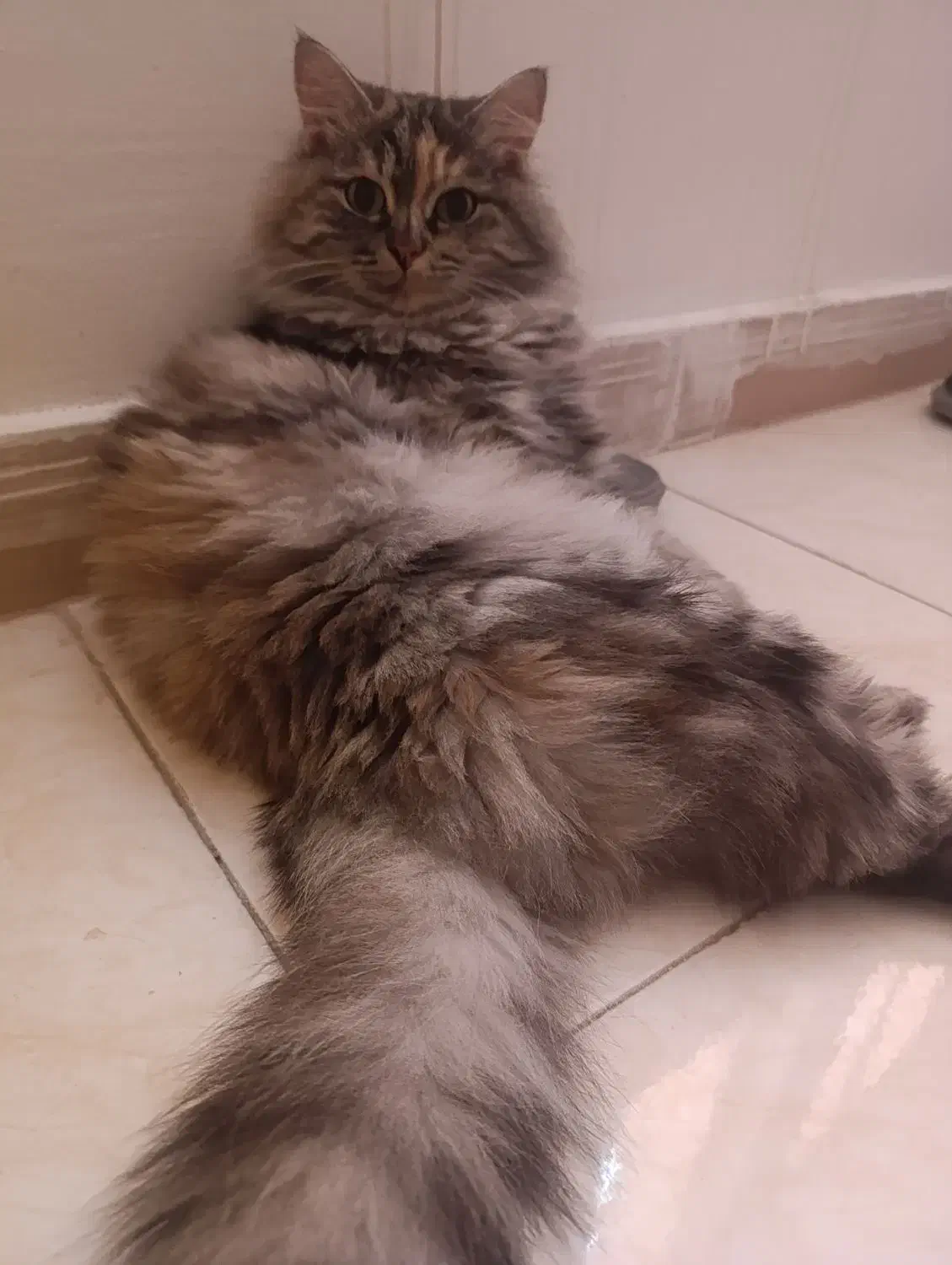 پرشین|گربه|بندرعباس, |دیوار