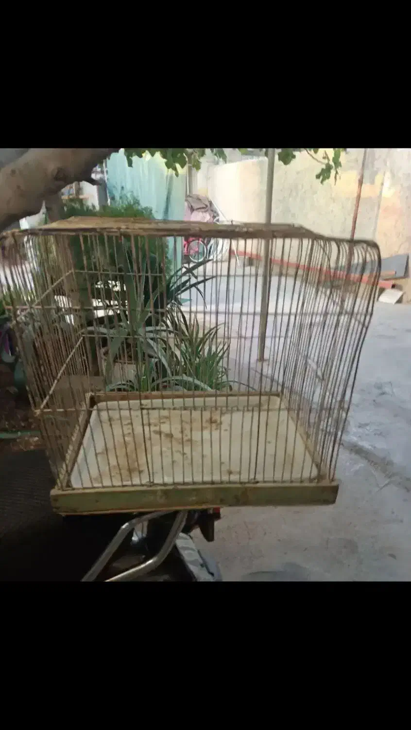 قفس پرنده فقط ۵۰ تومن ارزون ترین آگهی|لوازم جانبی حیوانات|شیراز, باغ تخت|دیوار