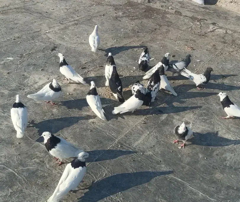 کبوتر|پرنده|خنج, |دیوار