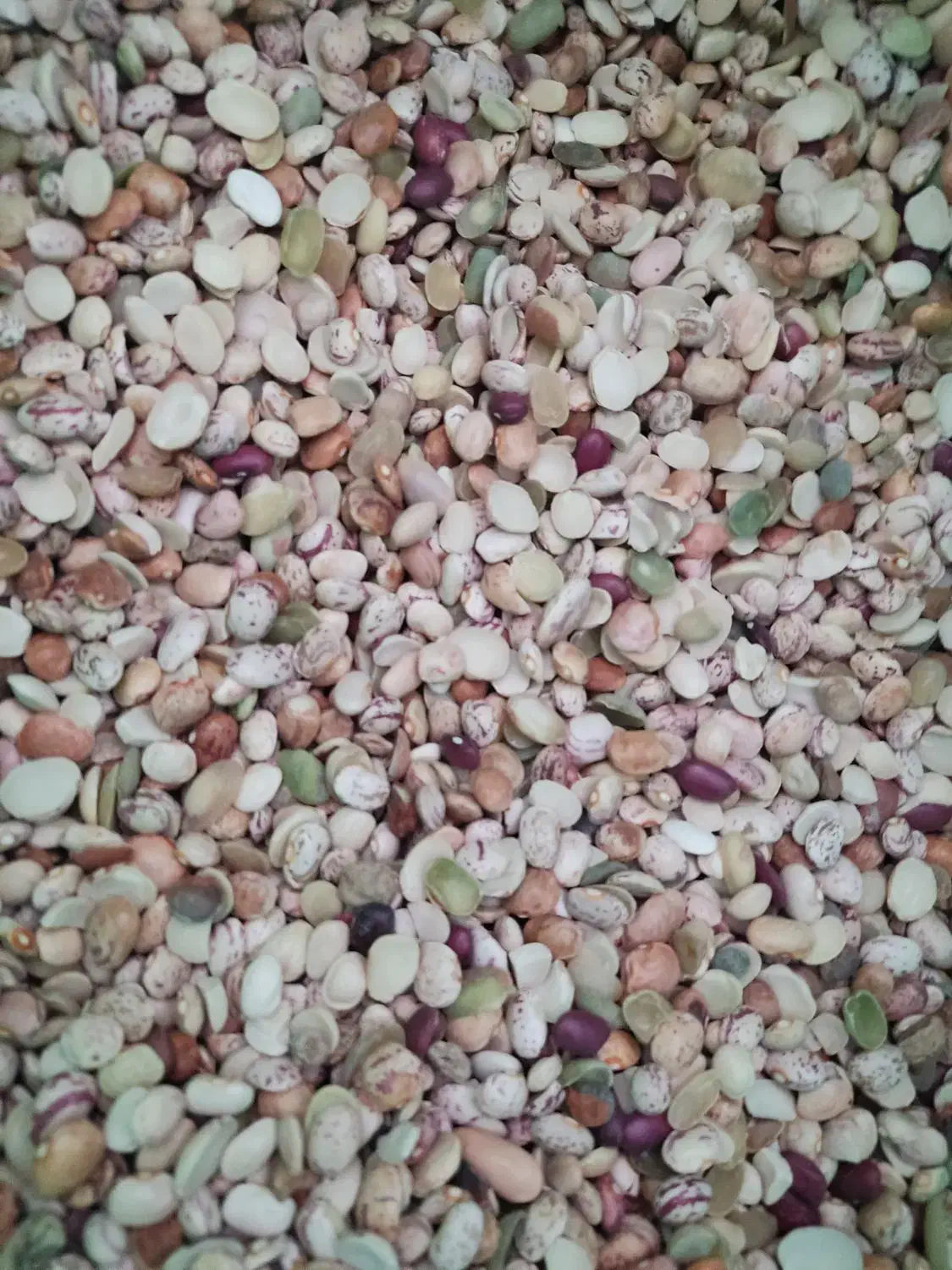 لوبیا چیتی آشی تمیز|حراج|اقلید, |دیوار