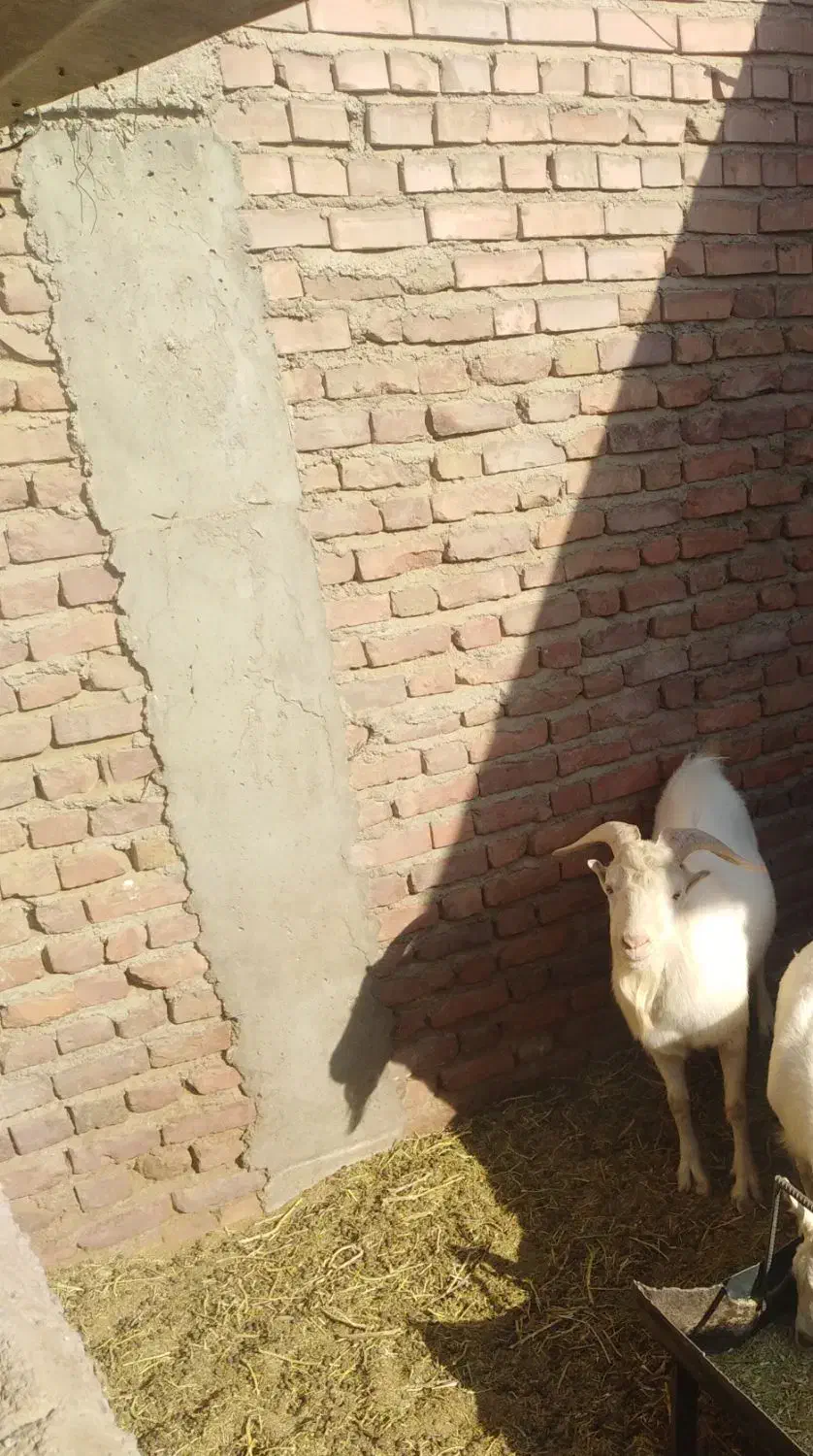 نری سانن|حیوانات مزرعه|کرمان, |دیوار