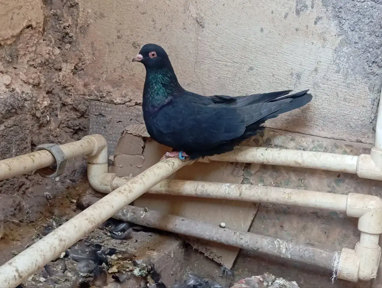 ماده|پرنده|بم, |دیوار