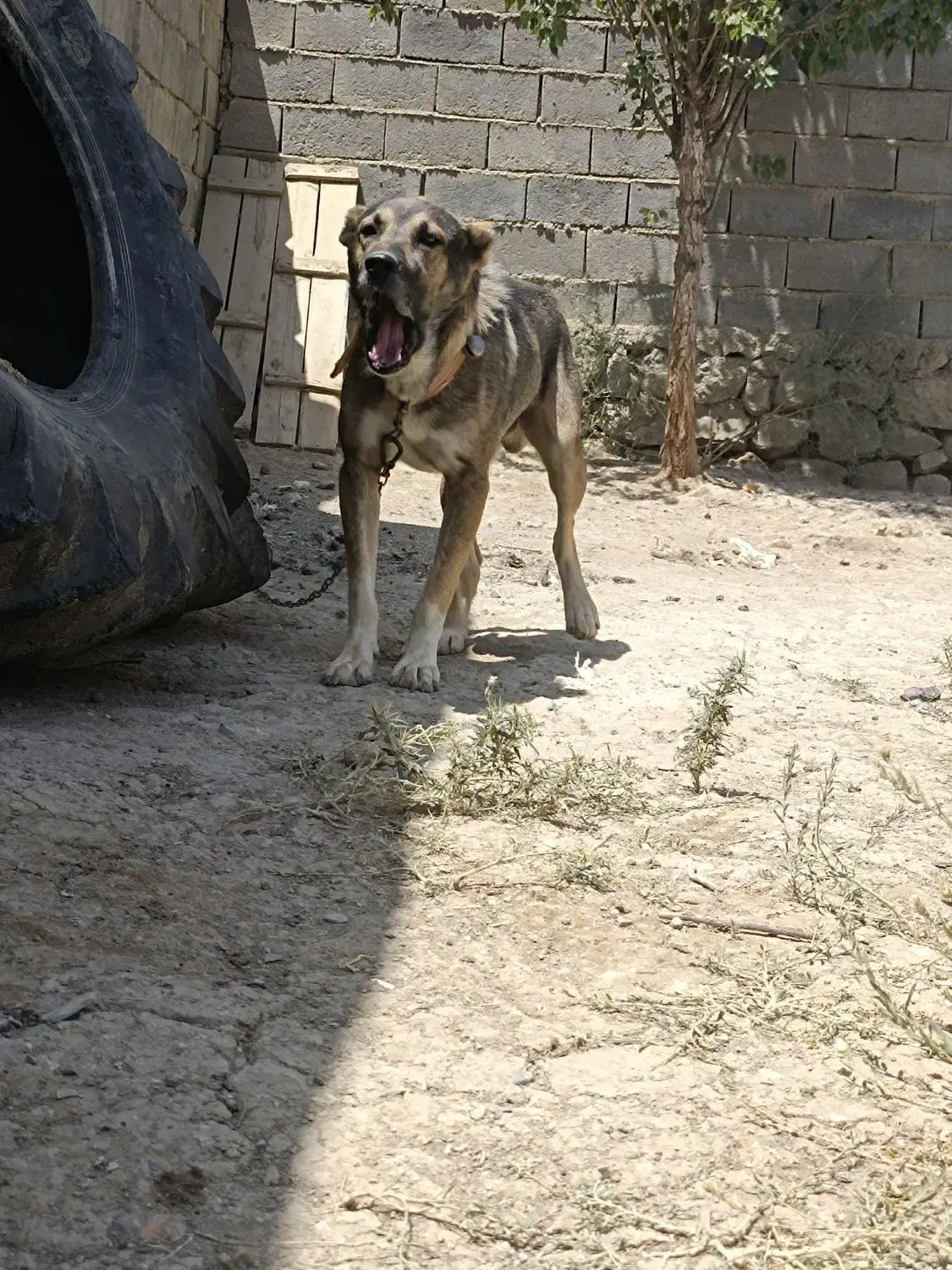 سگ های نگهبانی وو گله  داری|سگ|شیروان (خراسان), |دیوار