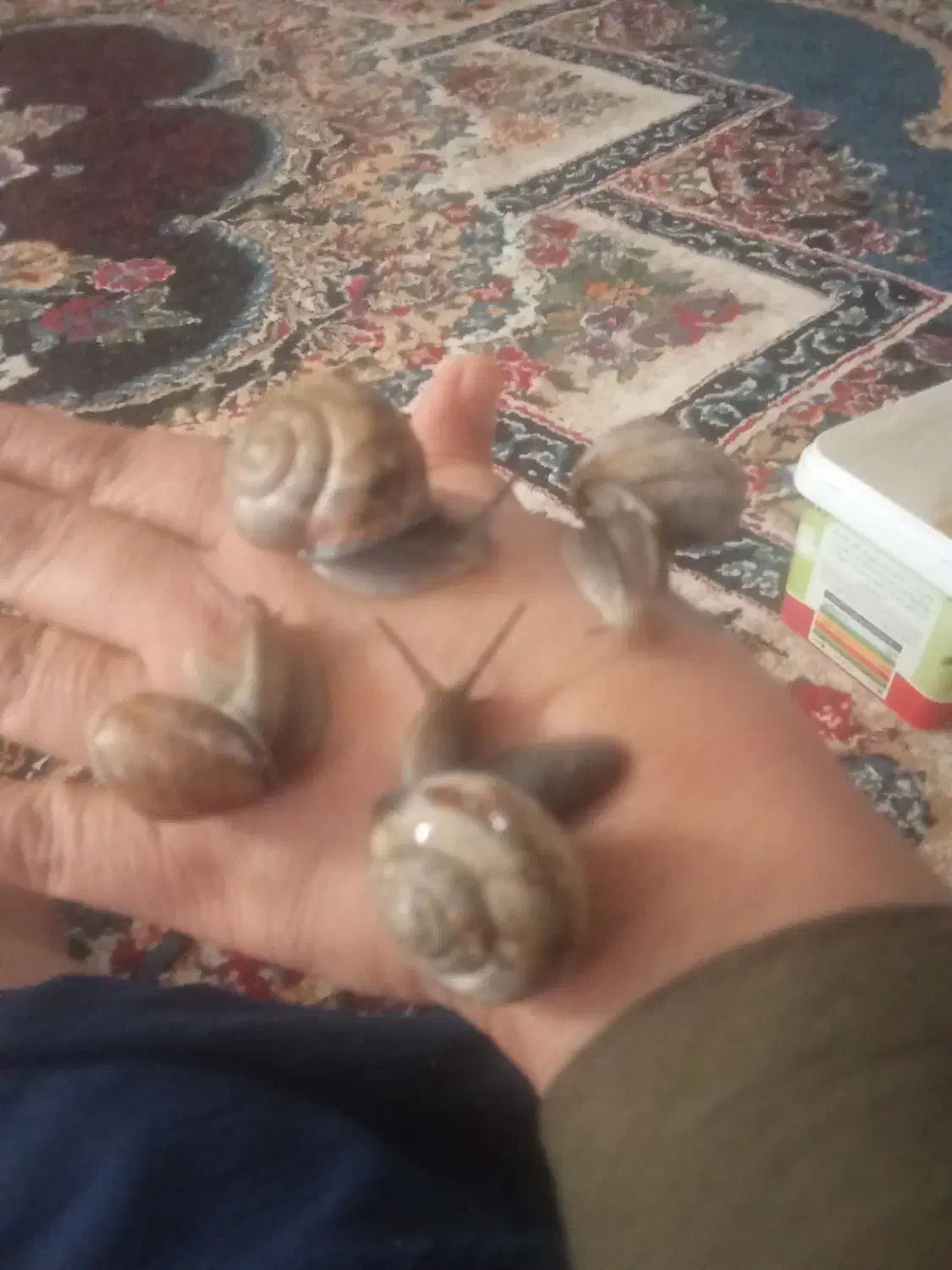 حلزون سالم|خزنده|زابل, |دیوار