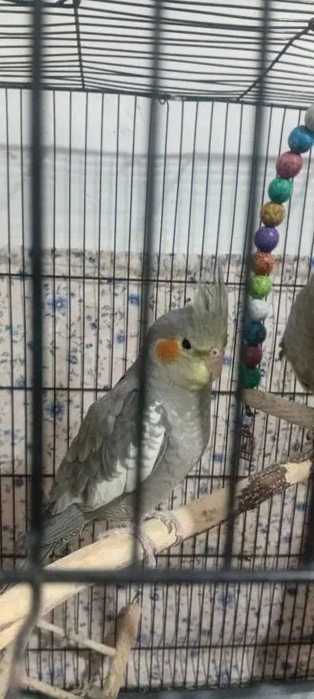 عروس هلندی|پرنده|مشهد, نیزه|دیوار