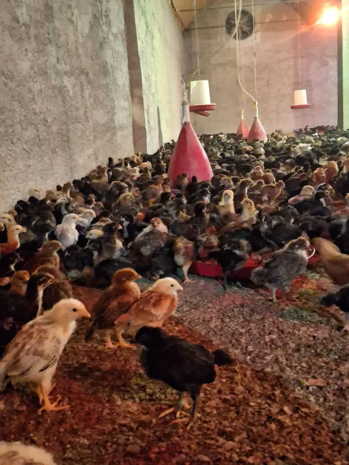 فروش جوجه محلی|حیوانات مزرعه|جوادآباد, |دیوار