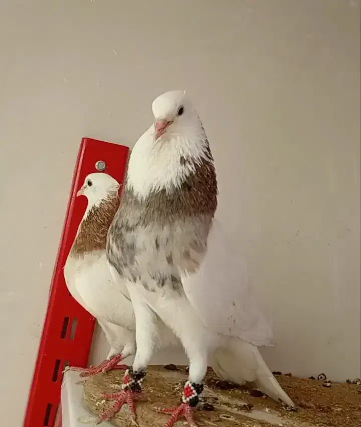 کفتر فروشی|پرنده|بیرجند, |دیوار