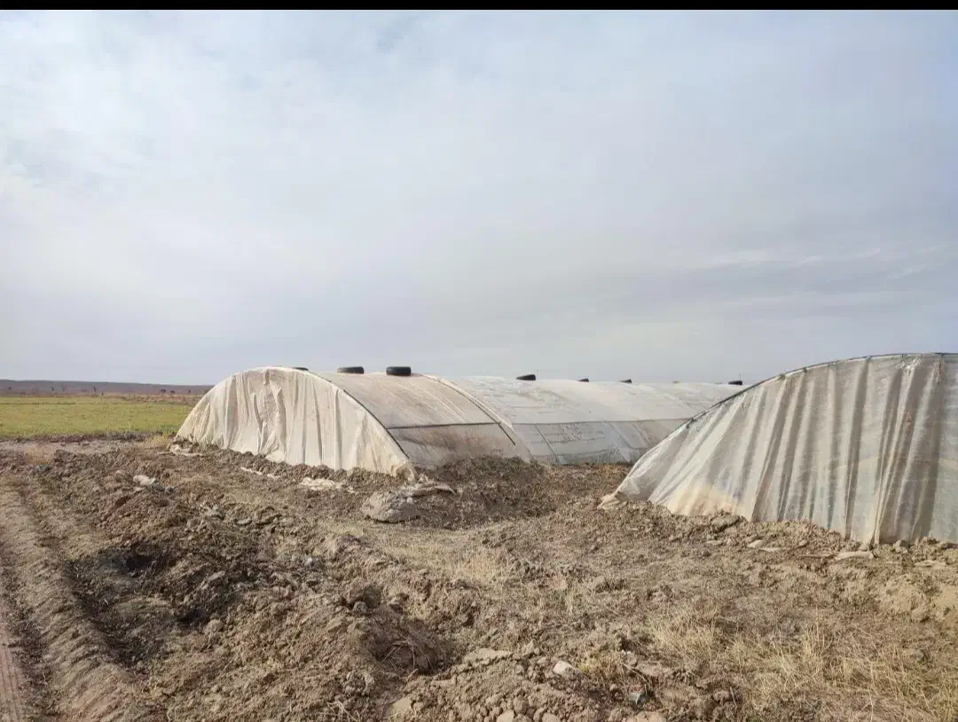 سازه گلخانه|خدمات باغبانی و درختکاری|تربتحیدریه, پائین ولایت|دیوار