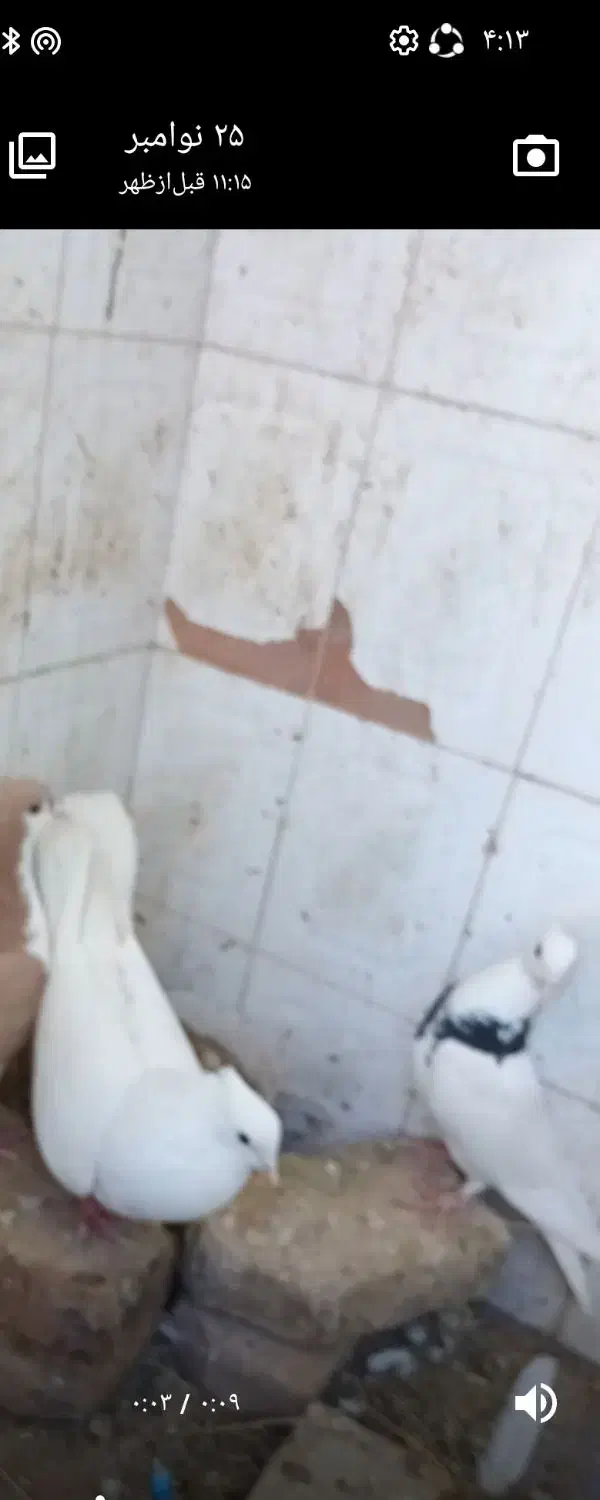 کبوتر باخت رفته|پرنده|فردوس (خراسان), |دیوار