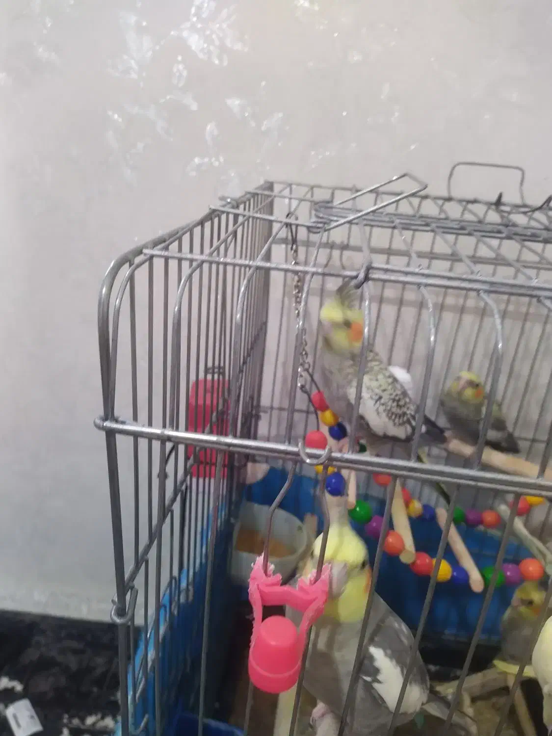 سه عدد عروس هلندی زیبا وسخنگو|پرنده|تهران, جوانمردان (اندیشه)|دیوار