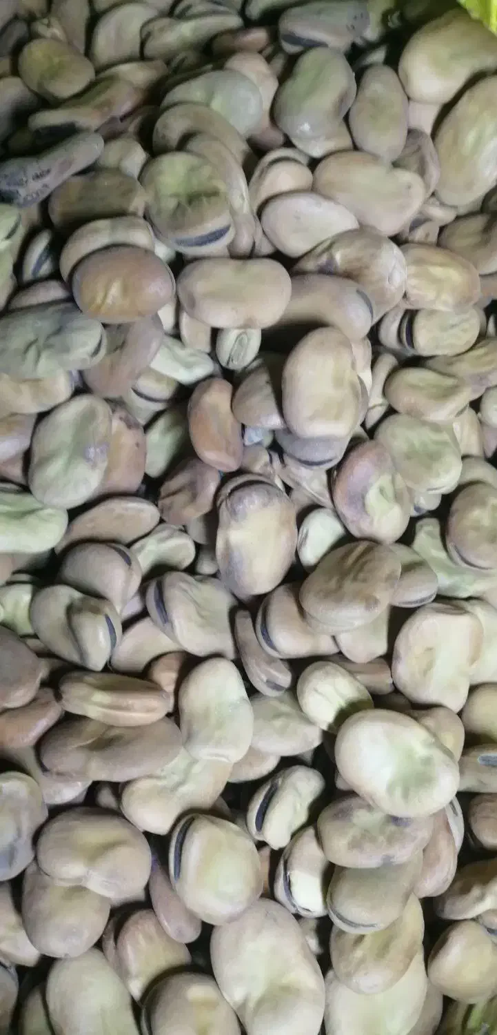 باقلا خشک تمیز و پزا، خو پخت|خوردنی و آشامیدنی|کوهی‌خیل, |دیوار