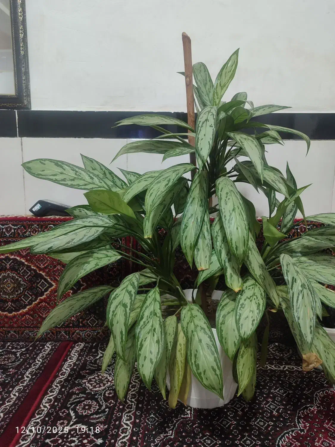 گل آگلونما|گل و گیاه طبیعی|دهگلان, |دیوار