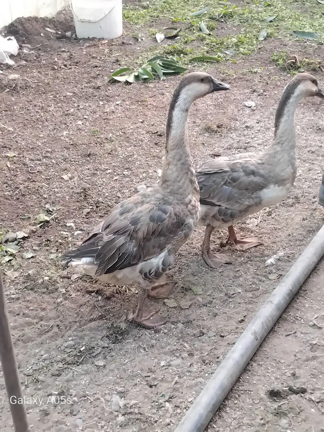 غوغاز|حیوانات مزرعه|نیشابور, بلوار گلها|دیوار