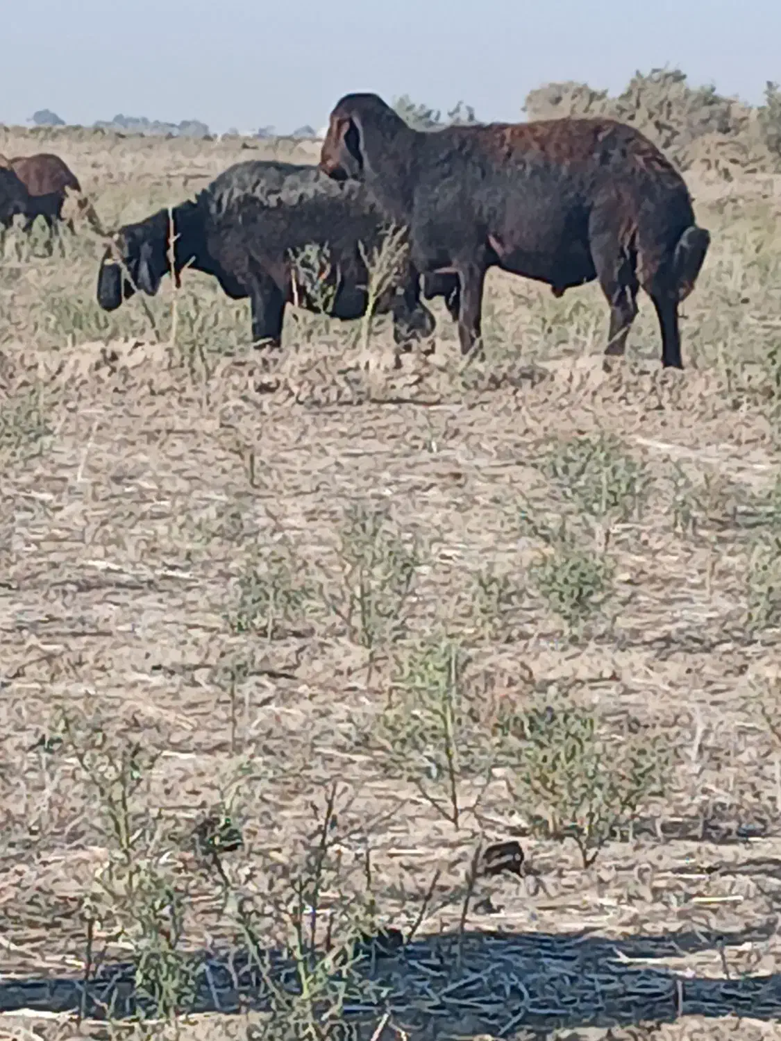 قوچ همو صادراتی اصل لخت|حیوانات مزرعه|انبارآلوم, |دیوار