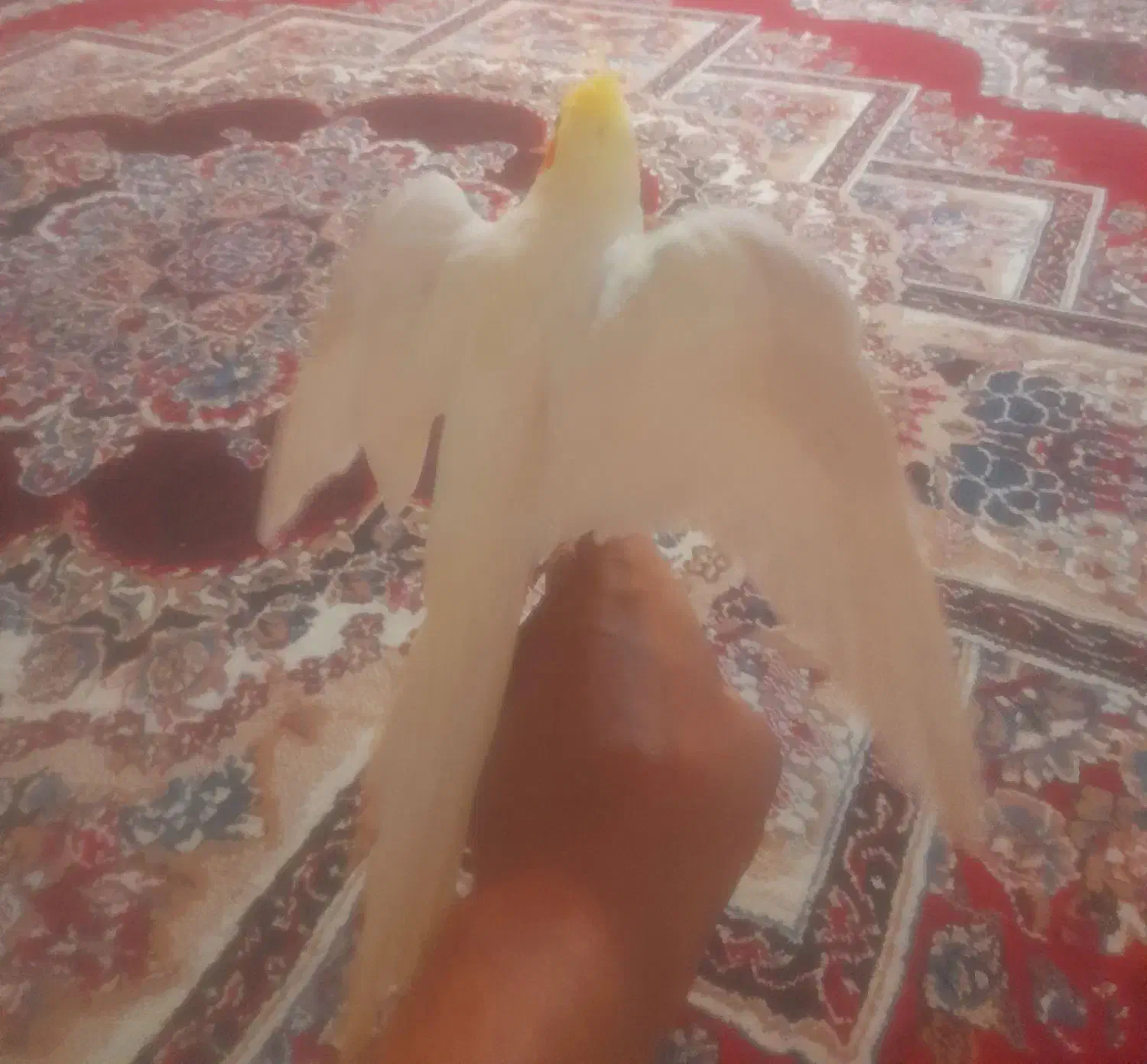 عروس هلندی،طوطی برزیلی،فنج،م با ملنگو و راهب|پرنده|شیراز, شهرک پرواز|دیوار