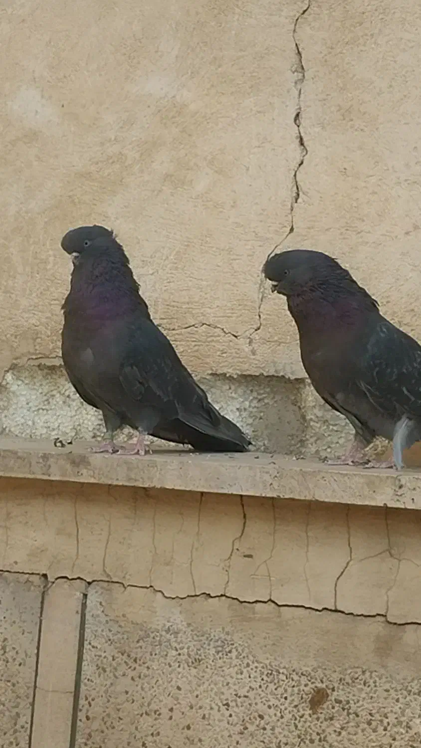 کفتر نوک قنار|پرنده|تهران, باغ خزانه|دیوار