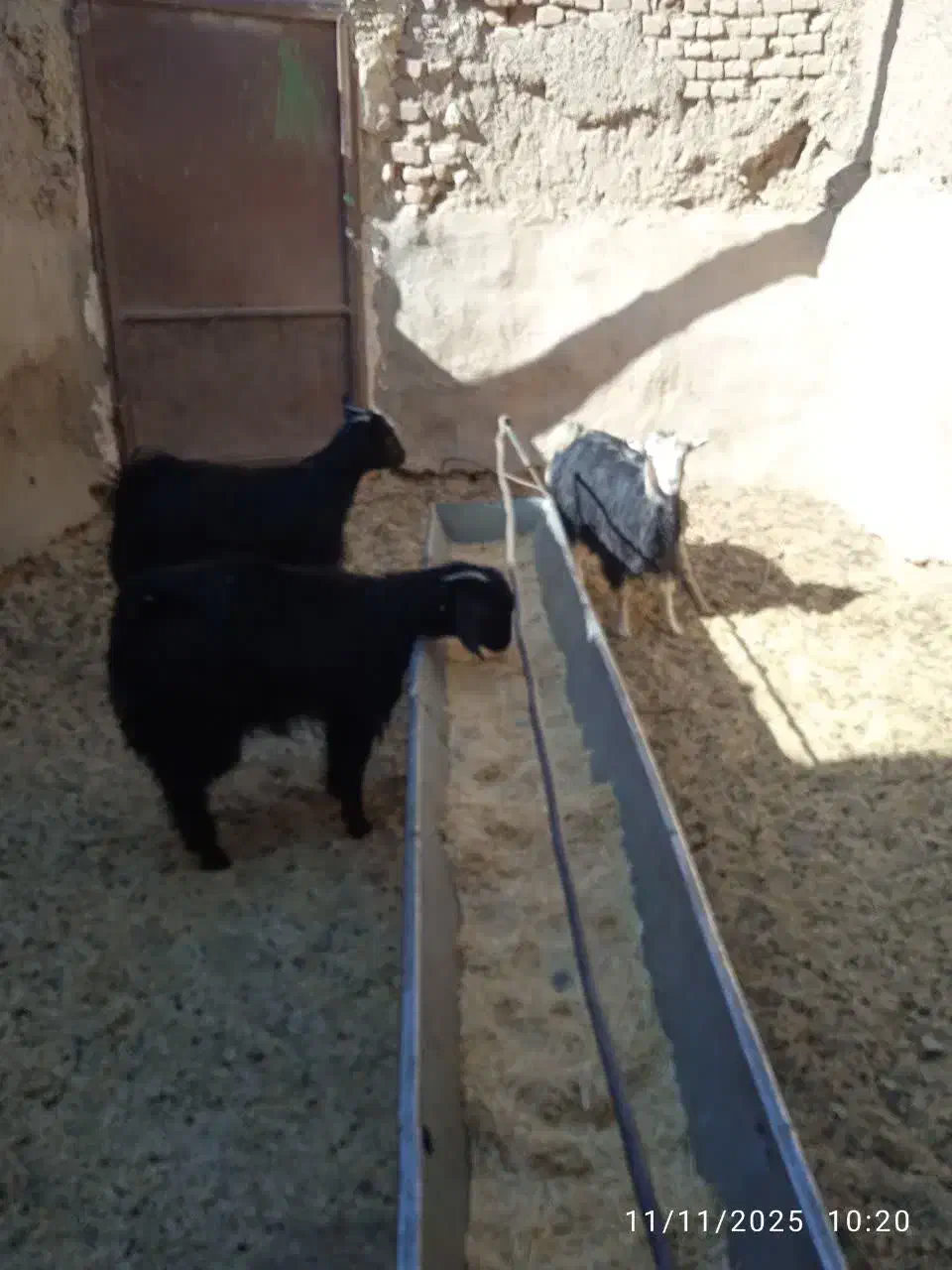 فروش سه عدد بزغاله با یک بز آبست|حیوانات مزرعه|بجستان, |دیوار