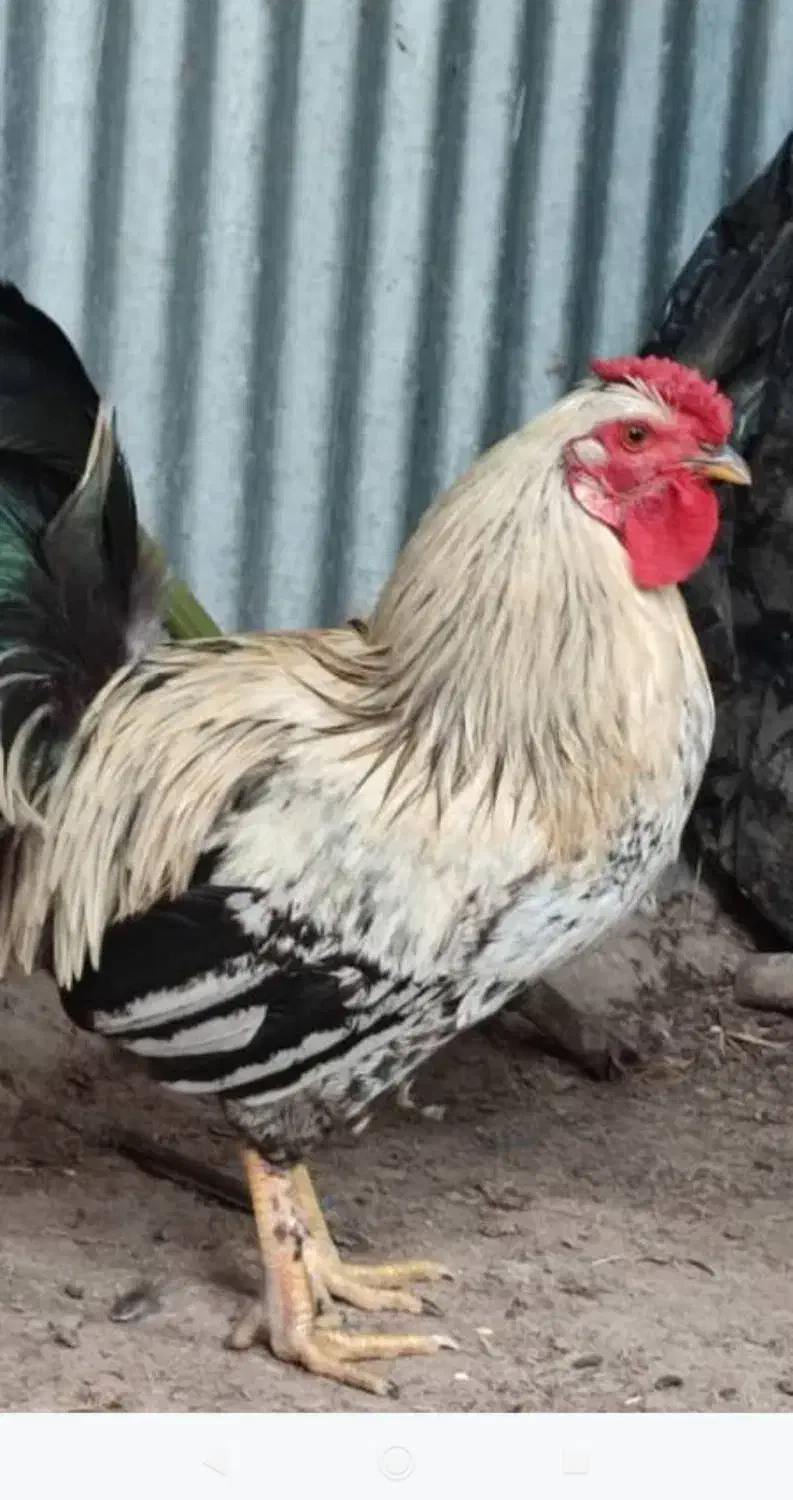 خروس جوان|حیوانات مزرعه|رشت, شهرک صبا|دیوار